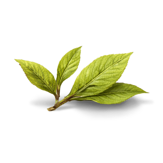 Зеленый чай